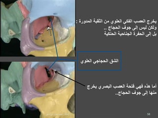 ‫من‬ ‫العلوي‬ ‫الفكي‬ ‫العصب‬ ‫يخرج‬‫الثقبة‬‫المدو‬‫رة‬:
‫الحجاج‬ ‫جوف‬ ‫إلى‬ ‫ليس‬ ‫ولكن‬..
‫الحنكية‬ ‫الجناحية‬ ‫الحفرة‬ ‫إلى‬ ‫بل‬
‫يخرج‬ ‫البصري‬ ‫العصب‬ ‫فتحة‬ ‫فهي‬ ‫هذه‬ ‫أما‬
‫الحجاج‬ ‫جوف‬ ‫إلى‬ ‫منها‬..
‫الشق‬‫الحجاجي‬‫العلوي‬
58‫إعداد‬:‫برادعي‬ ‫عمرو‬ ‫أحمد‬
 