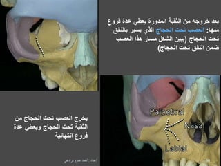 ‫من‬ ‫خروجه‬ ‫بعد‬‫الثقبة‬‫فروع‬ ‫عدة‬ ‫يعطي‬ ‫المدورة‬
‫منها‬:‫الحجاج‬ ‫تحت‬ ‫العصب‬‫بالنف‬ ‫يسير‬ ‫الذي‬‫ق‬
‫الحجاج‬ ‫تحت‬(‫العصب‬ ‫هذا‬ ‫مسار‬ ‫الشكل‬ ‫يبين‬
‫الحجاج‬ ‫تحت‬ ‫النفق‬ ‫ضمن‬)
‫من‬ ‫الحجاج‬ ‫تحت‬ ‫العصب‬ ‫يخرج‬
‫الثقبة‬‫عد‬ ‫ويعطي‬ ‫الحجاج‬ ‫تحت‬‫ة‬
‫فروع‬‫انتهائية‬
59‫إعداد‬:‫برادعي‬ ‫عمرو‬ ‫أحمد‬
 