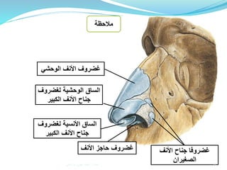 ‫الوحشي‬ ‫األنف‬ ‫غضروف‬
‫لغضرو‬ ‫الوحشية‬ ‫الساق‬‫ف‬
‫الكبير‬ ‫األنف‬ ‫جناح‬
‫الساق‬‫األنسية‬‫لغضروف‬
‫الكبير‬ ‫األنف‬ ‫جناح‬
‫األنف‬ ‫حاجز‬ ‫غضروف‬ ‫األنف‬ ‫جناح‬ ‫غضروفا‬
‫الصغيران‬
‫مالحظة‬
6‫إعداد‬:‫برادعي‬ ‫عمرو‬ ‫أحمد‬
 