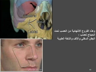 ‫الفروع‬ ‫وهذه‬‫االنتهائية‬‫تحت‬ ‫العصب‬ ‫من‬
‫ب‬‫تعص‬ ‫الحجاج‬:
‫العلوية‬ ‫والشفة‬ ‫واألنف‬ ‫السفلي‬ ‫الجفن‬
60‫إعداد‬:‫برادعي‬ ‫عمرو‬ ‫أحمد‬
 