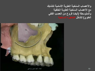 ‫واألعصاب‬‫السنخية‬‫تت‬ ‫األمامية‬ ‫العلوية‬‫شابك‬
‫األعصاب‬ ‫مع‬‫السنخية‬‫الخلفية‬ ‫العلوية‬
‫والمتوسطة‬(‫الفك‬ ‫العصب‬ ‫من‬ ‫فروع‬ ‫أيضا‬‫ي‬
‫العلوي‬)‫لتشكل‬‫السنخية‬ ‫الضفيرة‬
62‫إعداد‬:‫برادعي‬ ‫عمرو‬ ‫أحمد‬
 