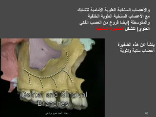 ‫واألعصاب‬‫السنخية‬‫تت‬ ‫األمامية‬ ‫العلوية‬‫شابك‬
‫األعصاب‬ ‫مع‬‫السنخية‬‫الخلفية‬ ‫العلوية‬
‫والمتوسطة‬(‫الفك‬ ‫العصب‬ ‫من‬ ‫فروع‬ ‫أيضا‬‫ي‬
‫العلوي‬)‫لتشكل‬‫السنخية‬ ‫الضفيرة‬
‫الضفيرة‬ ‫هذه‬ ‫عن‬ ‫ينشأ‬
‫ولثوية‬ ‫سنية‬ ‫أعصاب‬
63‫إعداد‬:‫برادعي‬ ‫عمرو‬ ‫أحمد‬
 