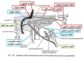 ‫عصب‬‫جاكبسون‬
(‫العصب‬‫الطبلي‬)
‫الطبل‬ ‫حبل‬ ‫عصب‬
‫الطبلية‬ ‫العقدة‬
‫العقدة‬‫الركبية‬
‫الكبير‬ ‫الصخري‬ ‫العصب‬
‫الحنكية‬ ‫الجناحية‬ ‫العقدة‬
‫العصب‬‫الوجهي‬
‫العميق‬ ‫الصخري‬ ‫العصب‬
‫الصغير‬ ‫الصخري‬ ‫العصب‬
‫السمعي‬ ‫العقدة‬‫ة‬
‫اللساني‬ ‫العصب‬
 