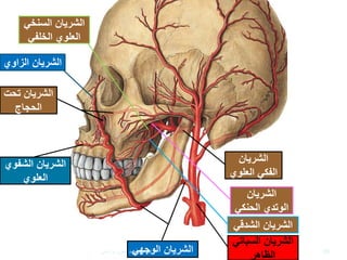 By: Ahmad Amro Baradee
‫الشريان‬‫الوجهي‬
‫الشريان‬
‫العلو‬ ‫الفكي‬‫ي‬
‫الشريان‬
‫الحنكي‬ ‫الوتدي‬
‫الشريان‬‫السنخ‬‫ي‬
‫الخلفي‬ ‫العلوي‬
‫الشدق‬ ‫الشريان‬‫ي‬
‫تح‬ ‫الشريان‬‫ت‬
‫الحجاج‬
‫الزاوي‬ ‫الشريان‬
‫الشفو‬ ‫الشريان‬‫ي‬
‫العلوي‬
‫الشريان‬‫السبات‬‫ي‬
‫الظاهر‬ 65‫إعداد‬:‫برادعي‬ ‫عمرو‬ ‫أحمد‬
 