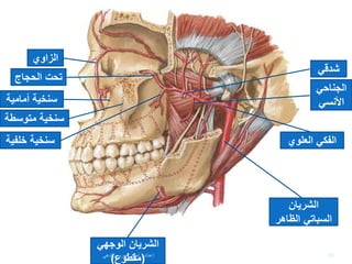 ‫الشريان‬‫الوجهي‬
(‫مقطوع‬)
‫الشريان‬
‫السباتي‬‫الظاهر‬
‫العلوي‬ ‫الفكي‬
‫الزاوي‬
‫الحجاج‬ ‫تحت‬
‫سنخية‬‫أمامية‬
‫سنخية‬‫متوسط‬‫ة‬
‫سنخية‬‫خلفي‬‫ة‬
‫شدقي‬
‫الجناحي‬
‫األنسي‬
66‫إعداد‬:‫برادعي‬ ‫عمرو‬ ‫أحمد‬
 