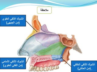 ‫مالحظة‬
‫األمامي‬ ‫األنفي‬ ‫الشوك‬
(‫العلوي‬ ‫الفكي‬ ‫من‬)
‫العلوي‬ ‫األنفي‬ ‫الشوك‬
(‫من‬‫الجبهي‬)
‫الخلف‬ ‫األنفي‬ ‫الشوك‬‫ي‬
(‫الحنكي‬ ‫من‬) 7‫إعداد‬:‫برادعي‬ ‫عمرو‬ ‫أحمد‬
 