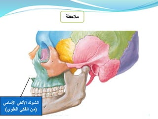 ‫مالحظة‬
‫األمامي‬ ‫األنفي‬ ‫الشوك‬
(‫العلوي‬ ‫الفكي‬ ‫من‬)
8‫إعداد‬:‫برادعي‬ ‫عمرو‬ ‫أحمد‬
 