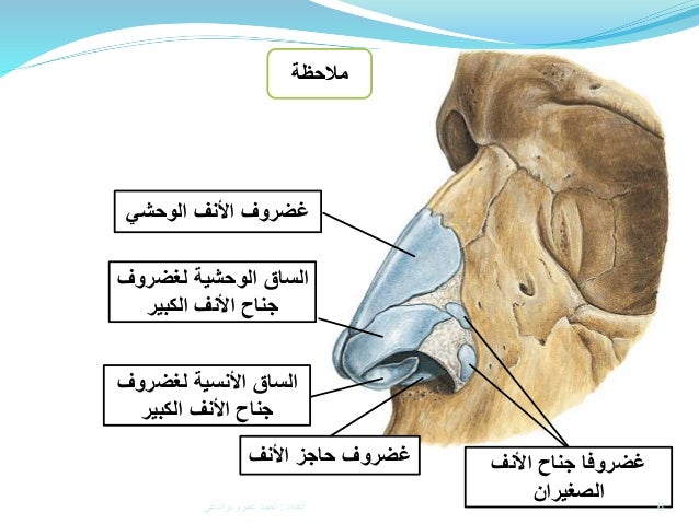 The Maxilla Anatomy تشريح عظم الفك العلوي