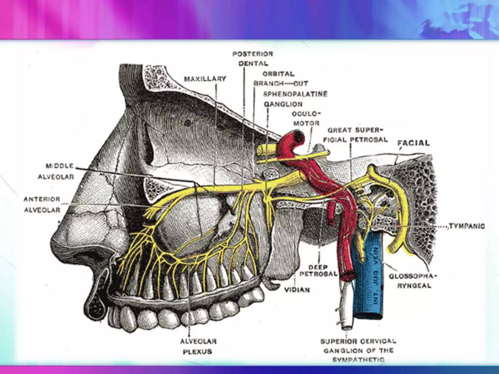 The maxillary nerve PPT The maxillary nerve PPT