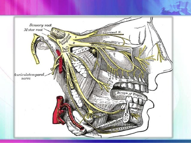 The maxillary nerve The maxillary nerve