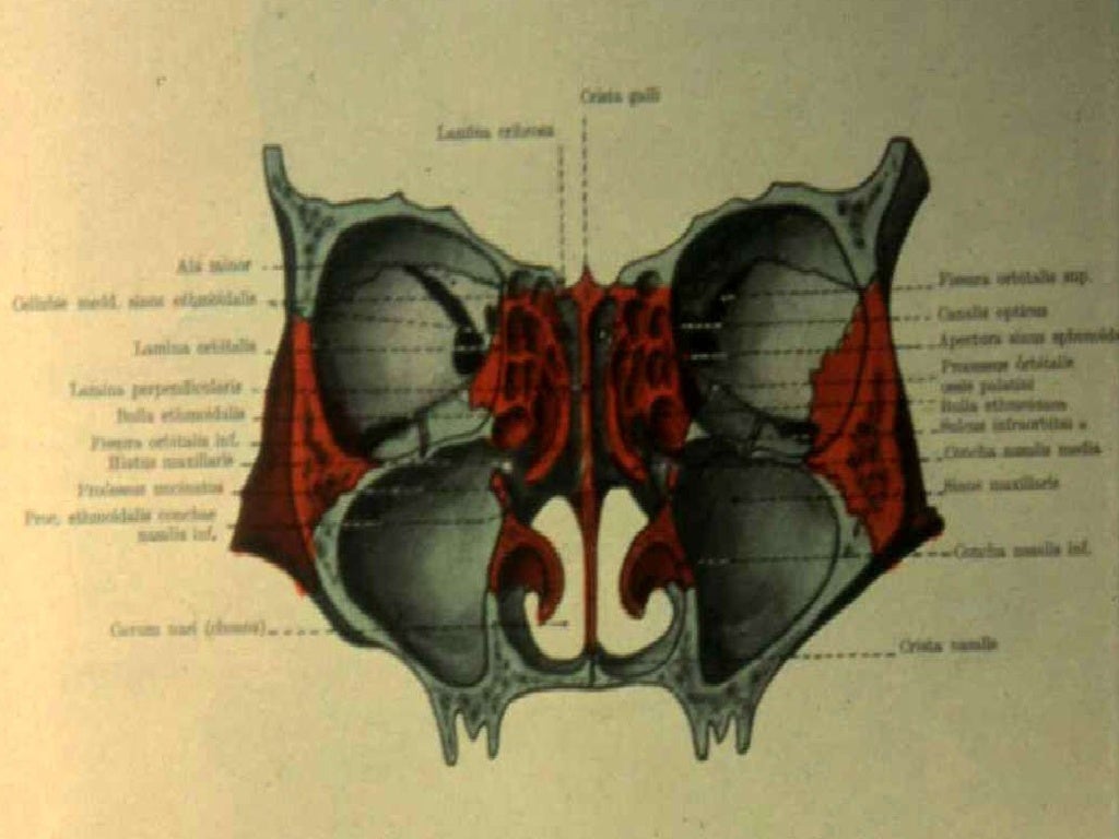 The maxillary sinus
