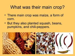 What was their main crop?
• There main crop was maize, a form of
  corn.
• But they also planted squash, beans,
  pumpkins, and chili-peppers.
 