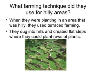 What farming technique did they
        use for hilly areas?
• When they were planting in an area that
  was hilly, they used terraced farming.
• They dug into hills and created flat steps
  where they could plant rows of plants.
 
