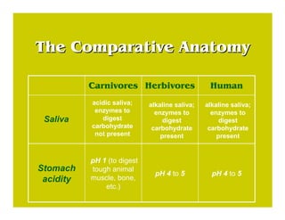 The Comparative AnatomyThe Comparative Anatomy
10 to 11 times
body length
(from mouth to
rectum)
10 to 11 times
body lengt...
