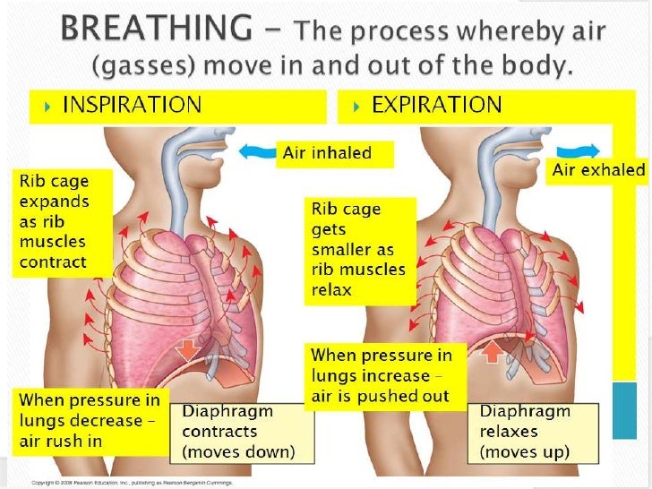The Mechanism Of Breathing The Mechanism Of Breathing