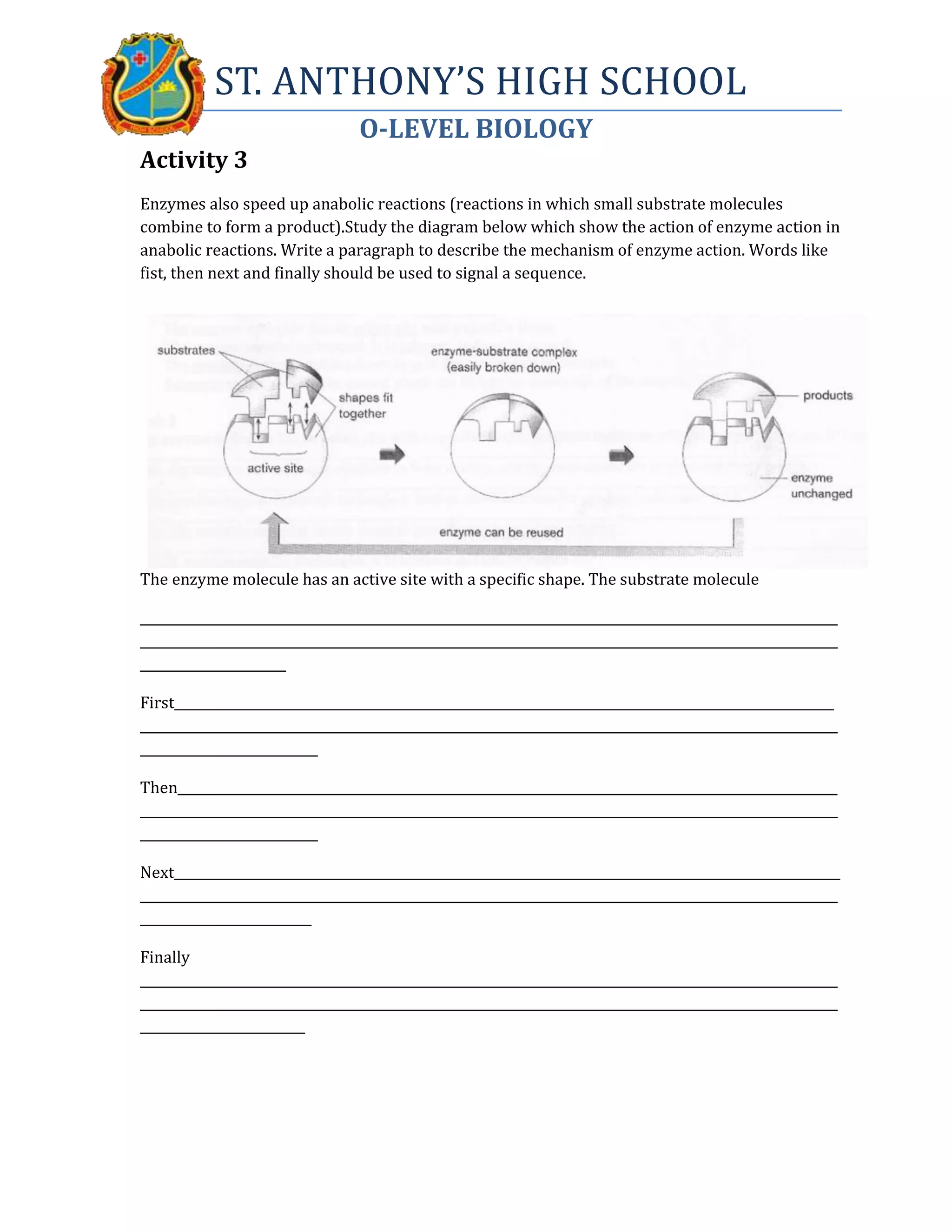 ST. ANTHONY’S HIGH SCHOOL
O-LEVEL BIOLOGY
Activity 3
Enzymes also speed up anabolic reactions (reactions in which small substrate molecules
combine to form a product).Study the diagram below which show the action of enzyme action in
anabolic reactions. Write a paragraph to describe the mechanism of enzyme action. Words like
fist, then next and finally should be used to signal a sequence.
The enzyme molecule has an active site with a specific shape. The substrate molecule
______________________________________________________________________________________________________________
______________________________________________________________________________________________________________
_______________________
First________________________________________________________________________________________________________
______________________________________________________________________________________________________________
____________________________
Then________________________________________________________________________________________________________
______________________________________________________________________________________________________________
____________________________
Next_________________________________________________________________________________________________________
______________________________________________________________________________________________________________
___________________________
Finally
______________________________________________________________________________________________________________
______________________________________________________________________________________________________________
__________________________
 