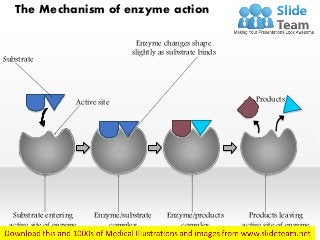 Products leaving
active site of enzyme
Enzyme/products
complex
Enzyme/substrate
complex
Substrate entering
active site of enzyme
Enzyme changes shape
slightly as substrate binds
ProductsActive site
Substrate
The Mechanism of enzyme action
 