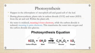 The mechanisms of photosynthesis [Autosaved].pptx