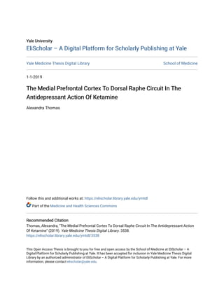 Yale University
Yale University
EliScholar – A Digital Platform for Scholarly Publishing at Yale
EliScholar – A Digital Platform for Scholarly Publishing at Yale
Yale Medicine Thesis Digital Library School of Medicine
1-1-2019
The Medial Prefrontal Cortex To Dorsal Raphe Circuit In The
The Medial Prefrontal Cortex To Dorsal Raphe Circuit In The
Antidepressant Action Of Ketamine
Antidepressant Action Of Ketamine
Alexandra Thomas
Follow this and additional works at: https://elischolar.library.yale.edu/ymtdl
Part of the Medicine and Health Sciences Commons
Recommended Citation
Recommended Citation
Thomas, Alexandra, "The Medial Prefrontal Cortex To Dorsal Raphe Circuit In The Antidepressant Action
Of Ketamine" (2019). Yale Medicine Thesis Digital Library. 3538.
https://elischolar.library.yale.edu/ymtdl/3538
This Open Access Thesis is brought to you for free and open access by the School of Medicine at EliScholar – A
Digital Platform for Scholarly Publishing at Yale. It has been accepted for inclusion in Yale Medicine Thesis Digital
Library by an authorized administrator of EliScholar – A Digital Platform for Scholarly Publishing at Yale. For more
information, please contact elischolar@yale.edu.
 