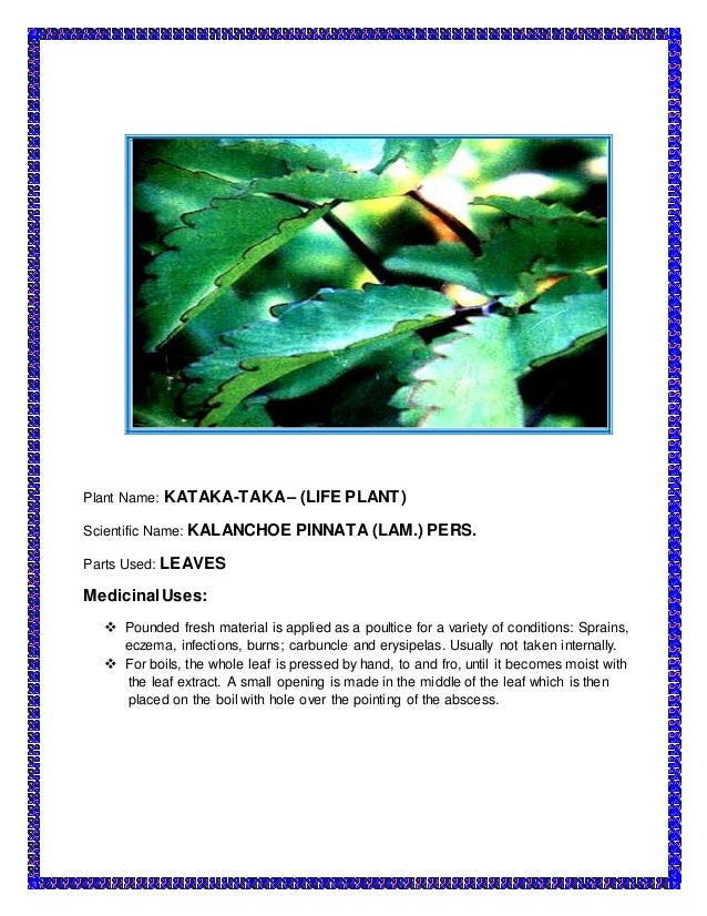 The Medicinal Plants