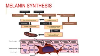 The Melanocyte Melanin Synthesis pptx The Melanocyte Melanin Synthesis pptx