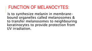 The melanocyte & melanin synthesis.pptx