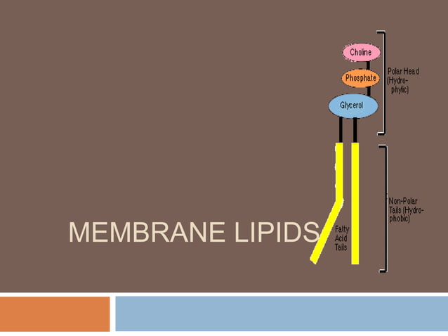 The membrane lipids | PPTX