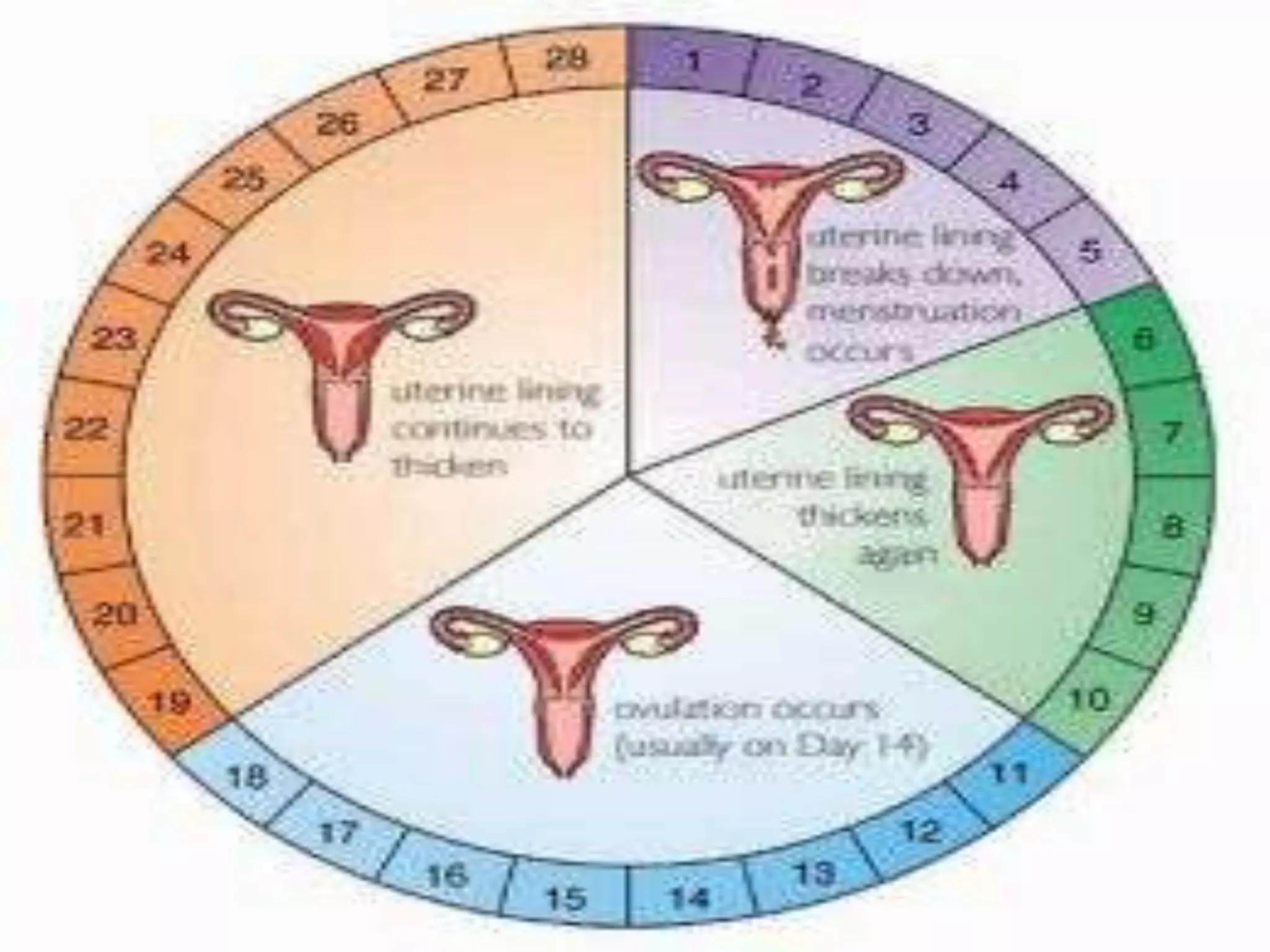 Capillaries rupture, endometrium sloughs off4TH PHASE: MENSES/MENSTRUAL FLOWmenses is composed of: