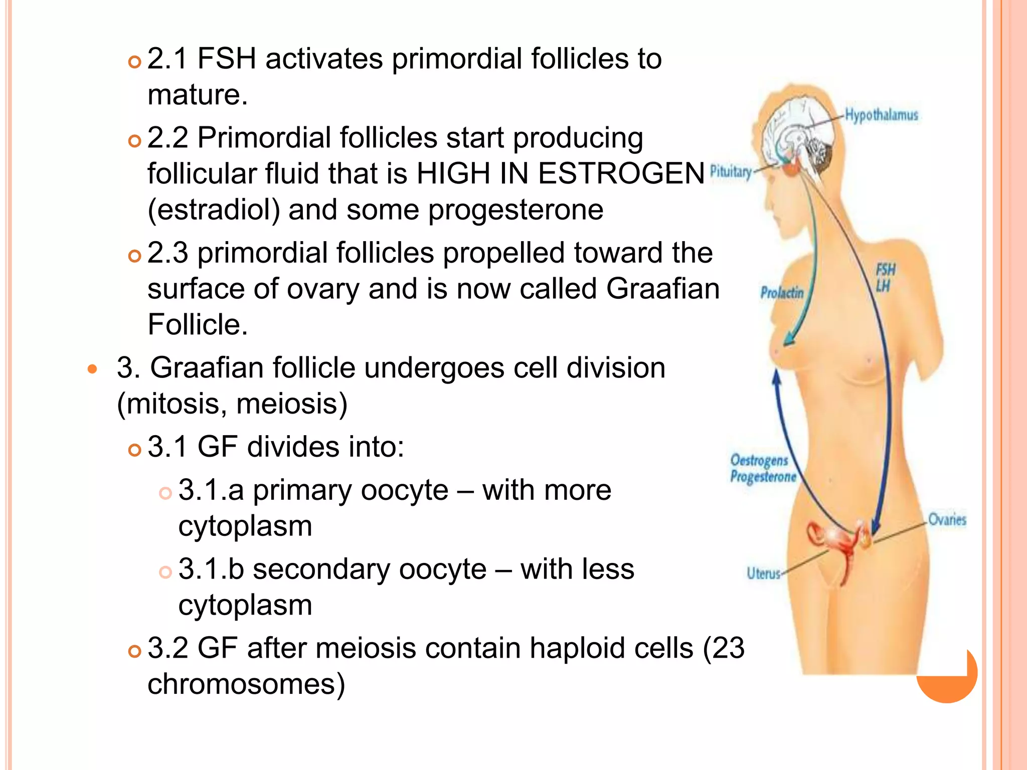 2.1 FSH activates primordial follicles to mature.2.2 Primordial follicles start producing follicular fluid that is HIGH IN ESTROGEN (estradiol) and some progesterone2.3 primordial follicles propelled toward the surface of ovary and is now called Graafian Follicle.3. Graafian follicle undergoes cell division (mitosis, meiosis)3.1 GF divides into:3.1.a primary oocyte – with more cytoplasm3.1.b secondary oocyte – with less cytoplasm3.2 GF after meiosis contain haploid cells (23 chromosomes)