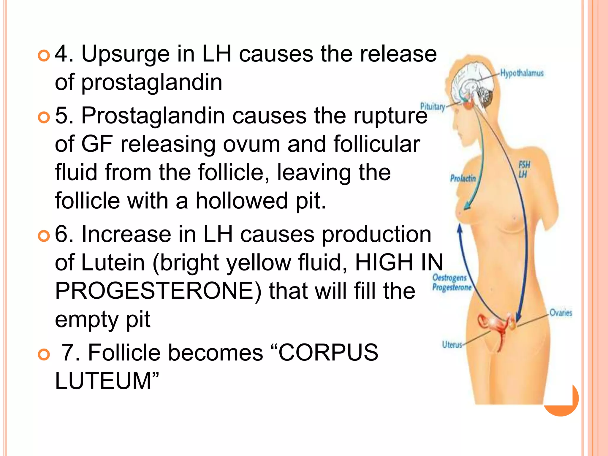 4. Upsurge in LH causes the release of prostaglandin5. Prostaglandin causes the rupture of GF releasing ovum and follicular fluid from the follicle, leaving the follicle with a hollowed pit.6. Increase in LH causes production of Lutein (bright yellow fluid, HIGH IN PROGESTERONE) that will fill the empty pit 7. Follicle becomes “CORPUS LUTEUM”