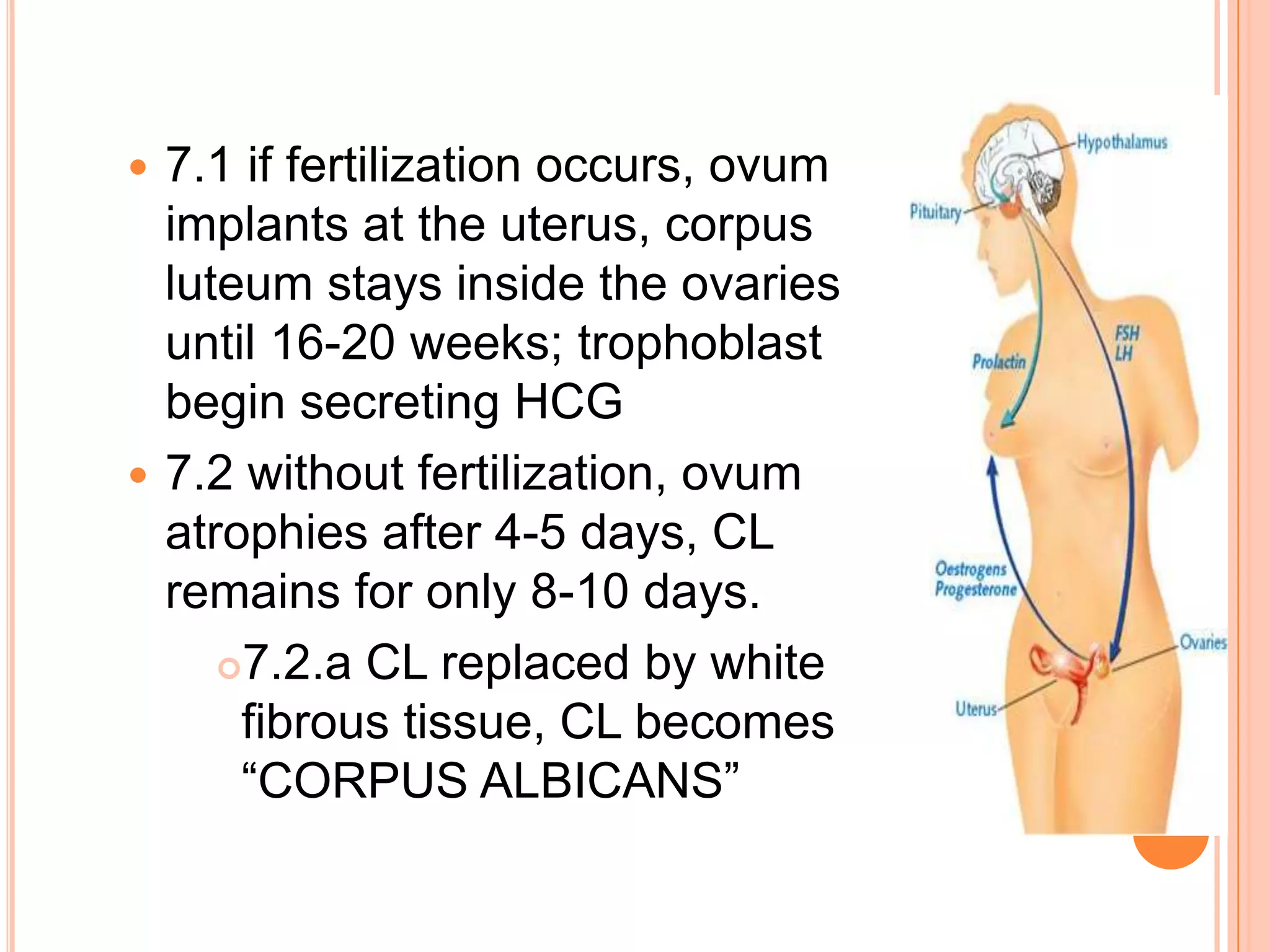 7.1 if fertilization occurs, ovum implants at the uterus, corpus luteum stays inside the ovaries until 16-20 weeks; trophoblast begin secreting HCG7.2 without fertilization, ovum atrophies after 4-5 days, CL remains for only 8-10 days.7.2.a CL replaced by white fibrous tissue, CL becomes “CORPUS ALBICANS”