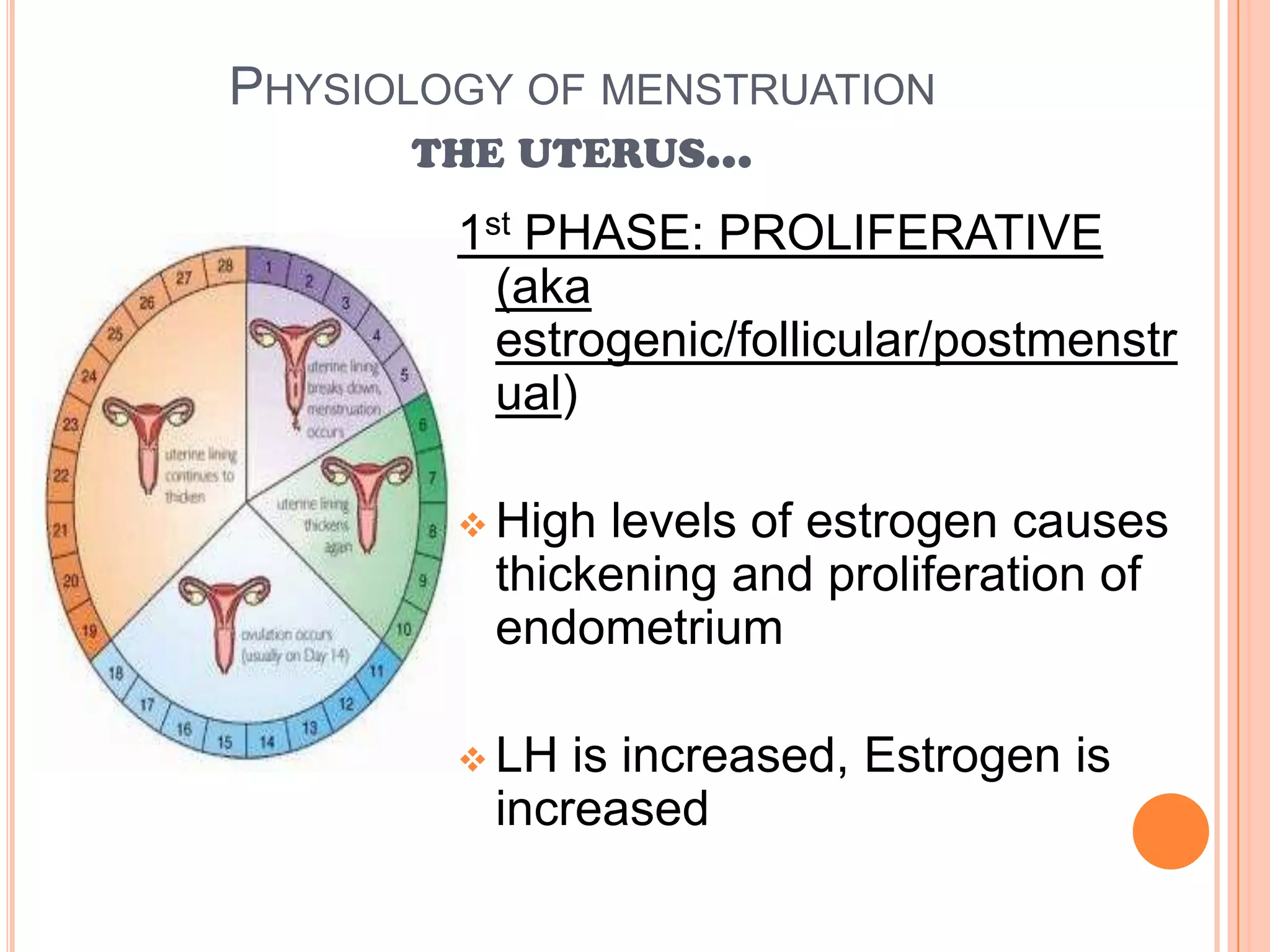 Physiology of menstruationthe uterus...1st PHASE: PROLIFERATIVE (aka estrogenic/follicular/postmenstrual)High levels of estrogen causes thickening and proliferation of endometrium