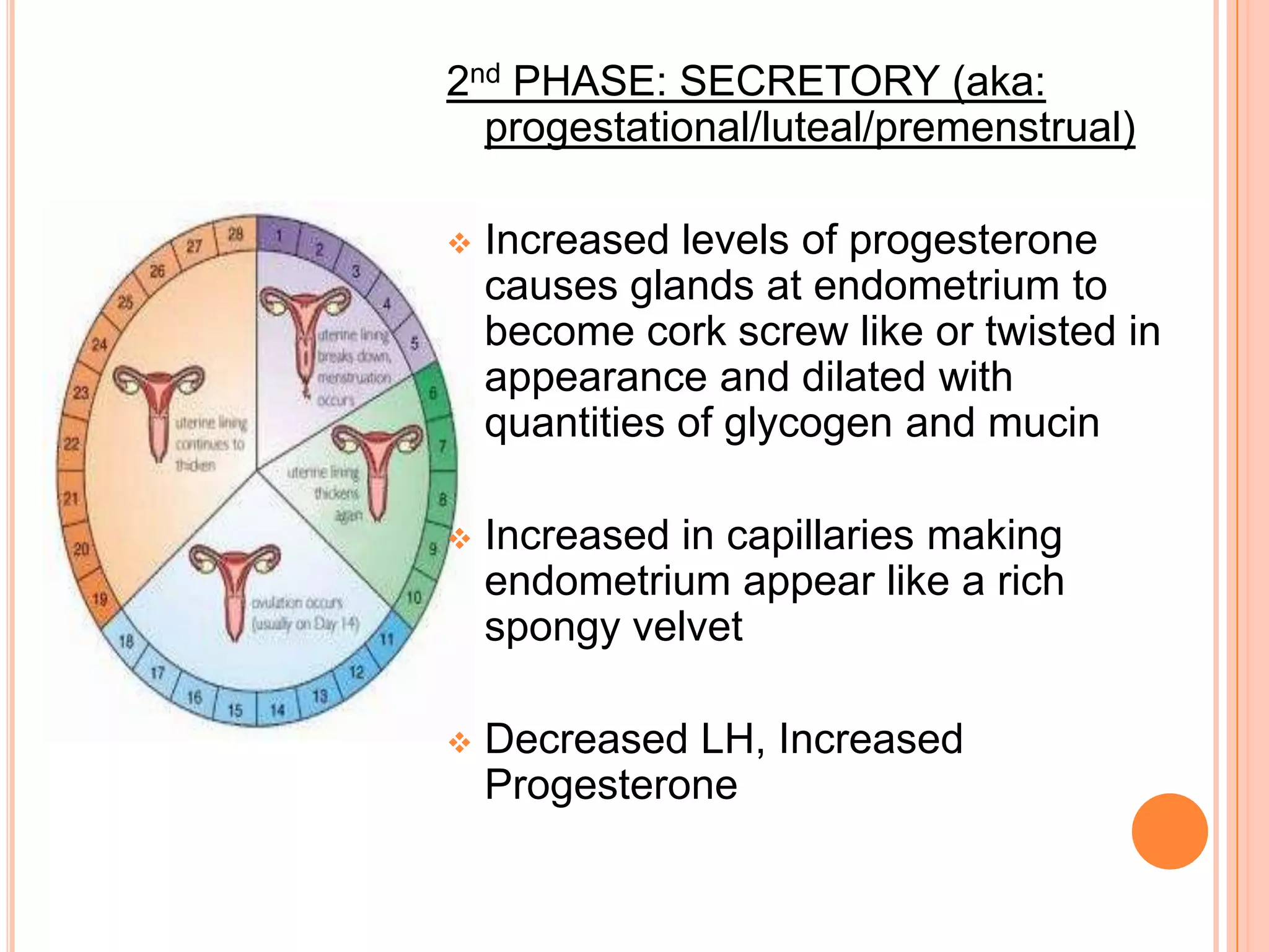 LH is increased, Estrogen is increased2nd PHASE: SECRETORY (aka: progestational/luteal/premenstrual)Increased levels of progesterone causes glands at endometrium to become cork screw like or twisted in appearance and dilated with quantities of glycogen and mucin
