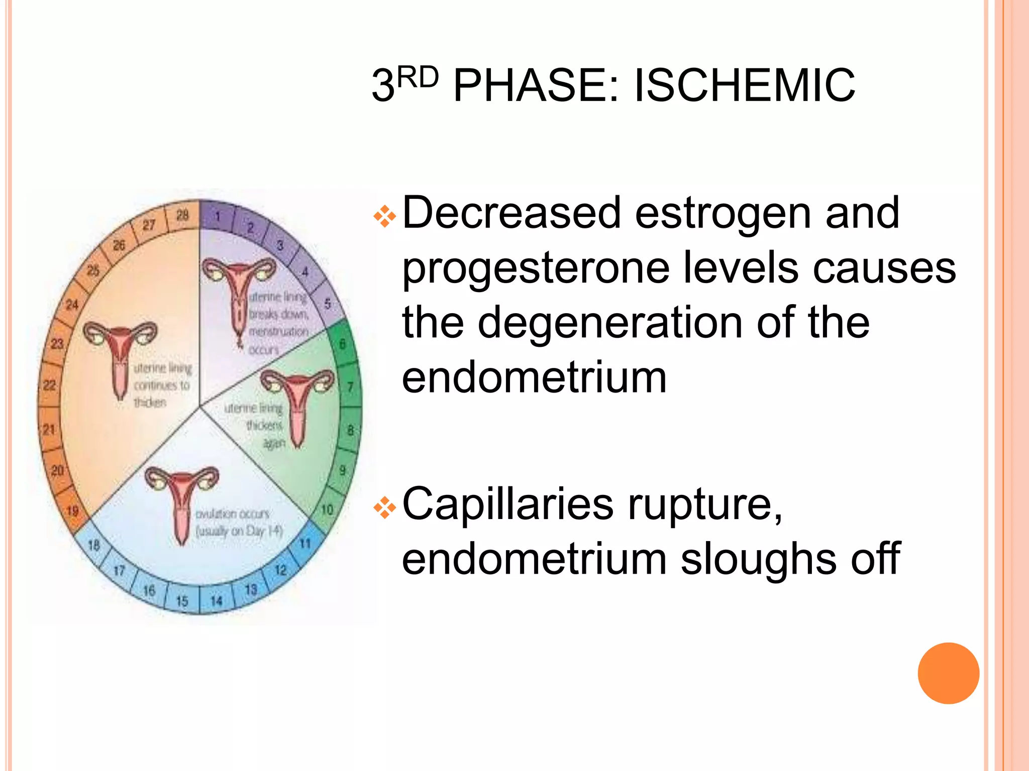 Increased in capillaries making endometrium appear like a rich spongy velvet