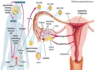 Mucin from glands