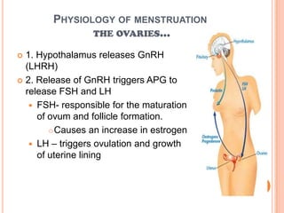 Physiology of menstruationthe ovaries...1. Hypothalamus releases GnRH (LHRH)2. Release of GnRH triggers APG to release FSH and LHFSH- responsible for the maturation of ovum and follicle formation.Causes an increase in estrogenLH – triggers ovulation and growth of uterine lining