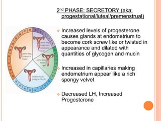 LH is increased, Estrogen is increased2nd PHASE: SECRETORY (aka: progestational/luteal/premenstrual)Increased levels of progesterone causes glands at endometrium to become cork screw like or twisted in appearance and dilated with quantities of glycogen and mucin