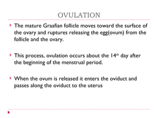 OVULATION
   The mature Graafian follicle moves toward the surface of
    the ovary and ruptures releasing the egg(ovum) from the
    follicle and the ovary.

   This process, ovulation occurs about the 14th day after
    the beginning of the menstrual period.

   When the ovum is released it enters the oviduct and
    passes along the oviduct to the uterus
 