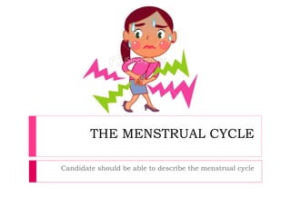 THE MENSTRUAL CYCLE

Candidate should be able to describe the menstrual cycle
 