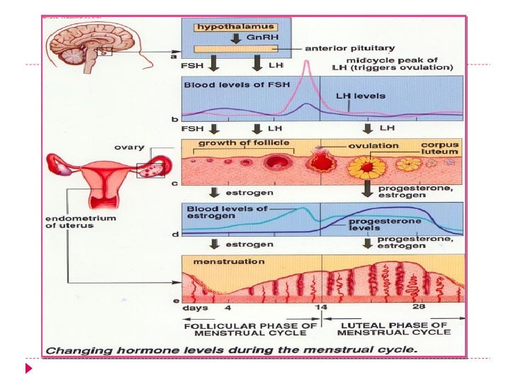 The menstrual cycle