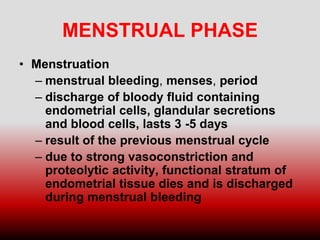 MENSTRUAL PHASE
• Menstruation
– menstrual bleeding, menses, period
– discharge of bloody fluid containing
endometrial cells, glandular secretions
and blood cells, lasts 3 -5 days
– result of the previous menstrual cycle
– due to strong vasoconstriction and
proteolytic activity, functional stratum of
endometrial tissue dies and is discharged
during menstrual bleeding
 