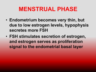 MENSTRUAL PHASE
• Endometrium becomes very thin, but
due to low estrogen levels, hypophysis
secretes more FSH
• FSH stimulates secretion of estrogen,
and estrogen serves as proliferation
signal to the endometrial basal layer
 
