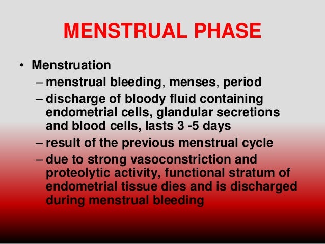 menstrual cycle phases
