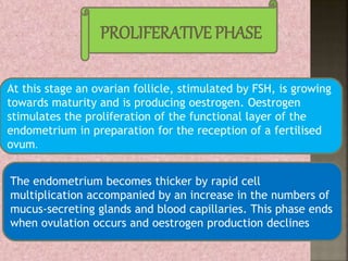 PROLIFERATIVE PHASE
At this stage an ovarian follicle, stimulated by FSH, is growing
towards maturity and is producing oestrogen. Oestrogen
stimulates the proliferation of the functional layer of the
endometrium in preparation for the reception of a fertilised
ovum.
The endometrium becomes thicker by rapid cell
multiplication accompanied by an increase in the numbers of
mucus-secreting glands and blood capillaries. This phase ends
when ovulation occurs and oestrogen production declines
 