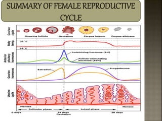 SUMMARY OF FEMALE REPRODUCTIVE
CYCLE
 