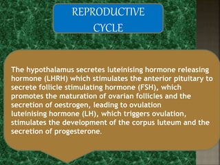 REPRODUCTIVE
CYCLE
The hypothalamus secretes luteinising hormone releasing
hormone (LHRH) which stimulates the anterior pituitary to
secrete follicle stimulating hormone (FSH), which
promotes the maturation of ovarian follicles and the
secretion of oestrogen, leading to ovulation
luteinising hormone (LH), which triggers ovulation,
stimulates the development of the corpus luteum and the
secretion of progesterone.
 