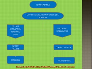 HYPOTHALAMUS
LHRHLUTENIZING HORMONE RELEASING
HORMONE
FOLLICLE
STIMULATION
HORMONE
(FSH)
LUTENIZING
HORMONE(LH)
OVARIAN
FOLLICLE
ESTROGEN
CORPUS LUTENUM
PROGESTERONE
FEMALE REPRODUCTIVE HORMONES AND TARGET TISSUES
 