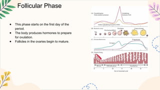 Follicular Phase
● This phase starts on the first day of the
period.
● The body produces hormones to prepare
for ovulation.
● Follicles in the ovaries begin to mature.
 