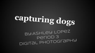 capturing dogs
by:Ashley Lopez
period 3
digital photography
 
