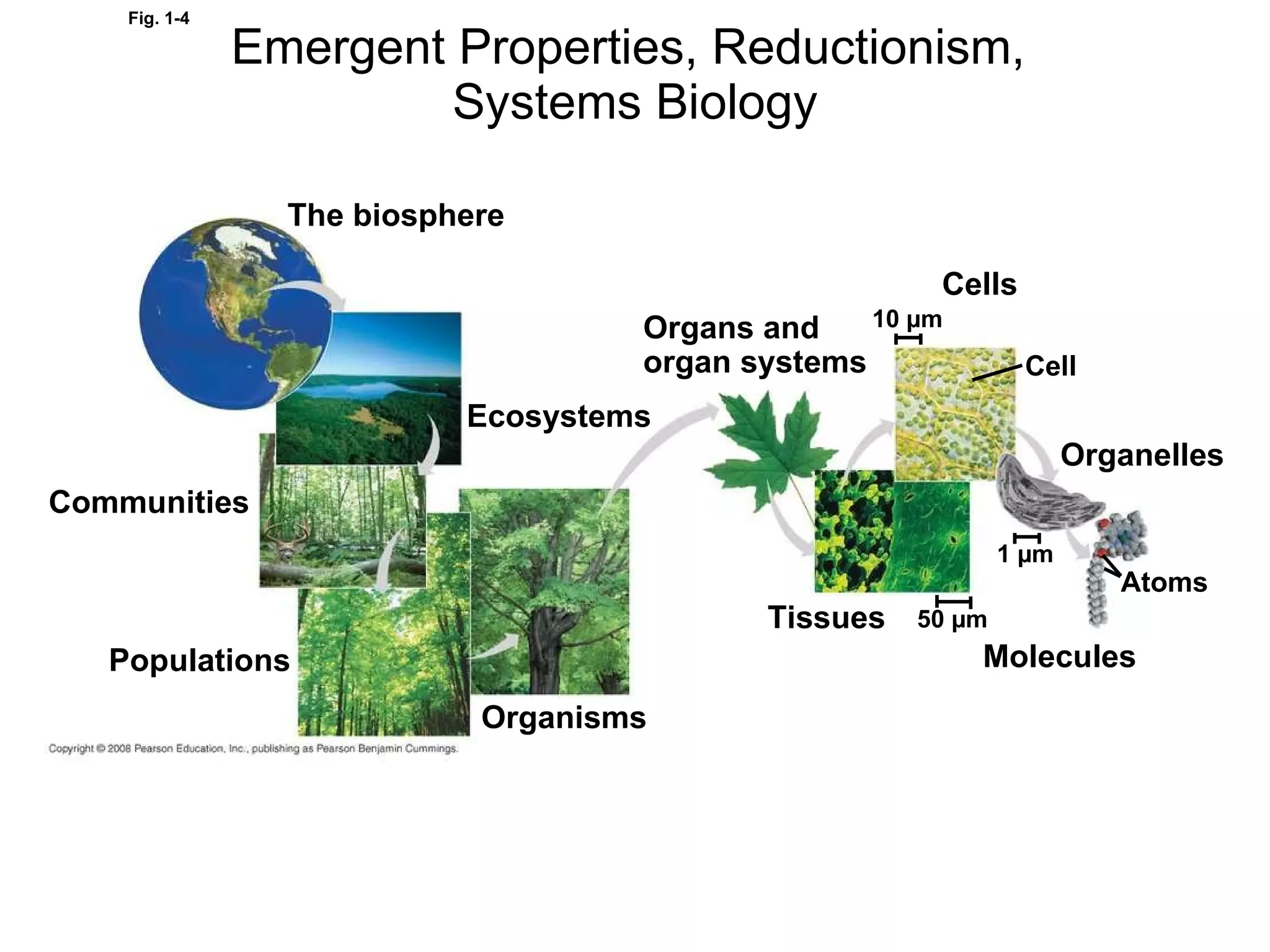 Biology - Themes of biology 1011 | PPT
